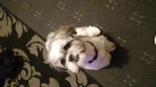 Shih tzu puppies available. Image eClassifieds4u 2