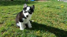 Stunning black pomsky puppys available blue eyes. Image eClassifieds4u 2