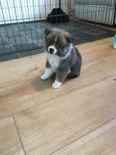 Stunning black pomsky puppys available blue eyes. Image eClassifieds4u 3