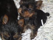 Sweetest Little CKC Toy yorkie pups Image eClassifieds4U