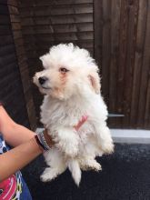 Very healthy and cute Toy Poodle puppies for you Image eClassifieds4u 1