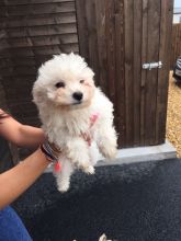 Very healthy and cute Toy Poodle puppies for you Image eClassifieds4u 2