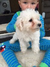 Very healthy and cute Toy Poodle puppies for you Image eClassifieds4u 4