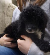 Very healthy and cute Toy Poodle puppies for you Image eClassifieds4u 3