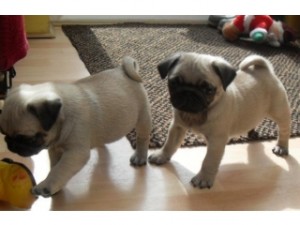 Pug Puppies For Sale Image eClassifieds4u