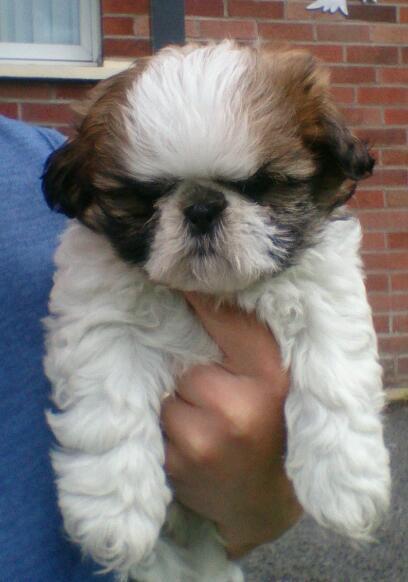 Shih tzu puppies available. Image eClassifieds4u
