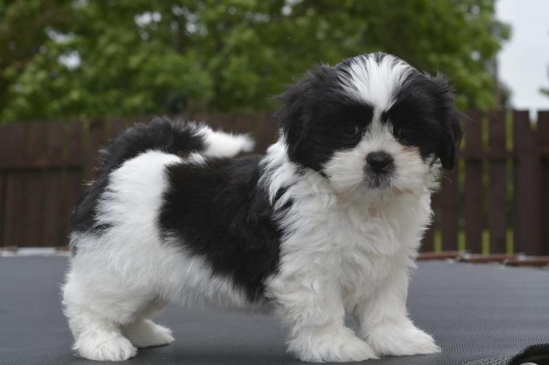 Shih tzu puppies available. Image eClassifieds4u