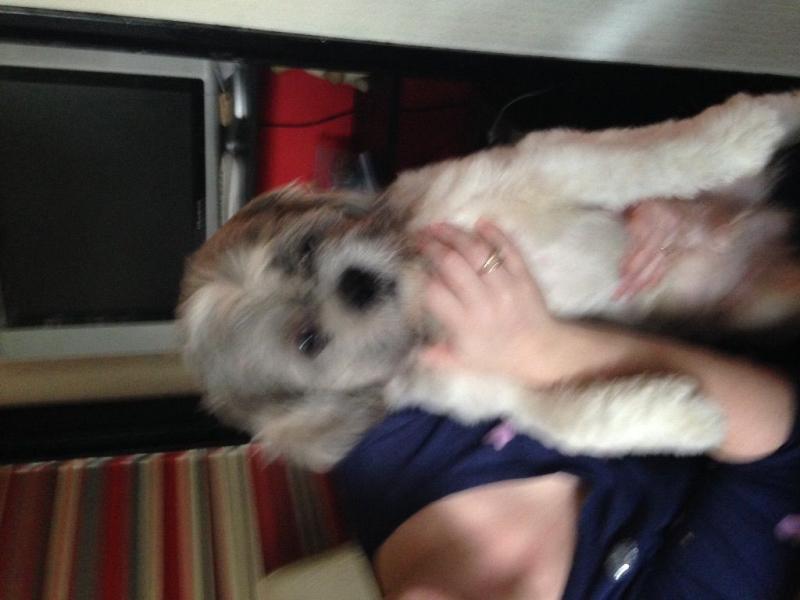 Shih tzu puppies available. Image eClassifieds4u