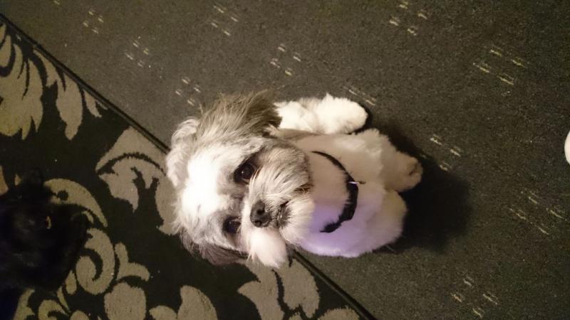 Shih tzu puppies available. Image eClassifieds4u