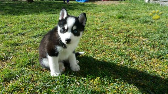 Stunning black pomsky puppys available blue eyes. Image eClassifieds4u