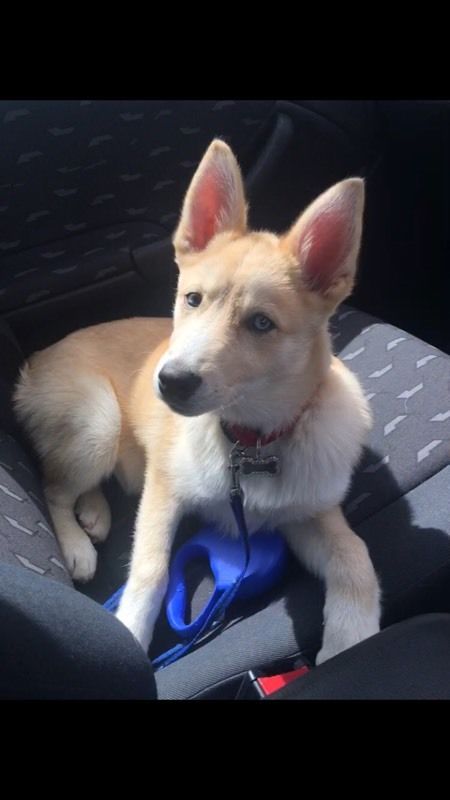 Stunning black pomsky puppys available blue eyes. Image eClassifieds4u