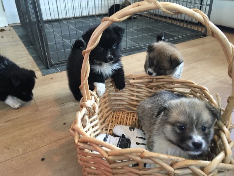 Stunning black pomsky puppys available blue eyes. Image eClassifieds4u