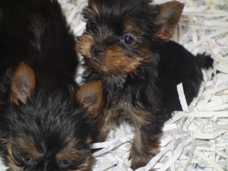 Sweetest Little CKC Toy yorkie pups Image eClassifieds4u