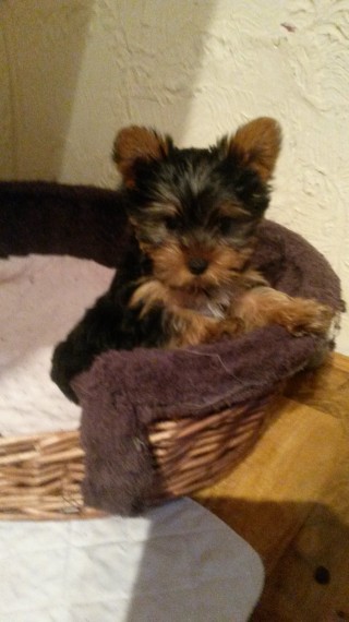 Top Quality Teacup Yorkie Puppies Image eClassifieds4u
