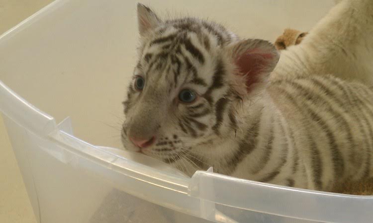 Tiger cubs for sale Image eClassifieds4u