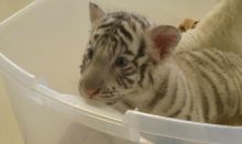 Tiger cubs for sale