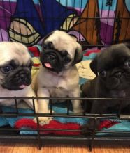 Adorable and Cute Pug Puppies