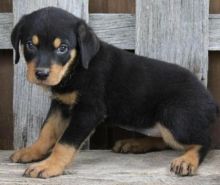 AKC german rottweiler puppies