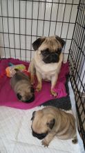 Awesome and tamed Pug Puppies