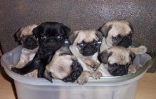 Beautiful and cute Pug Puppies