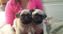 Beautiful Pug Puppies