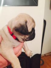 Cute Pug Puppies