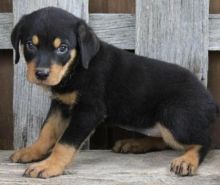 German rottweiler puppies with akc papers ready now