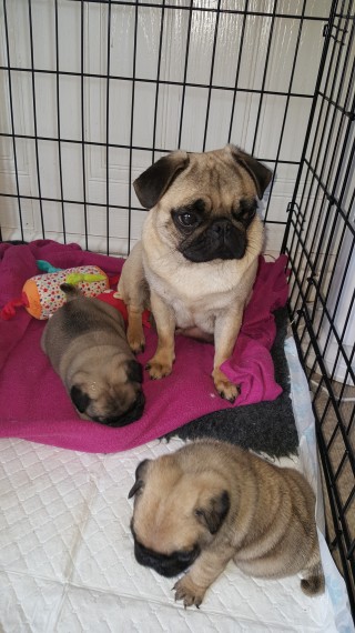 Awesome and tamed Pug Puppies Image eClassifieds4u