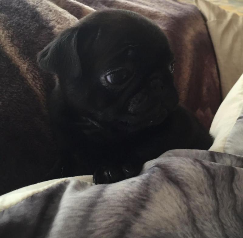 Beautiful and good Pug Puppies Image eClassifieds4u