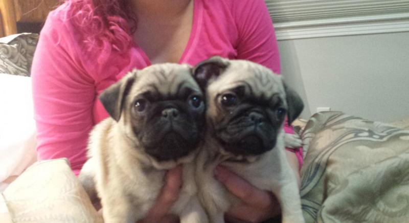 Beautiful Pug Puppies Image eClassifieds4u