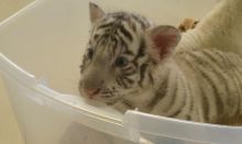 Tiger cubs for sale Image eClassifieds4U