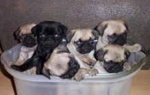 Beautiful and cute Pug Puppies Image eClassifieds4U