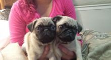 Beautiful Pug Puppies Image eClassifieds4U