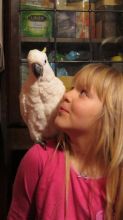 Macaw, African Grey and atoo parrots for sale Image eClassifieds4u 2
