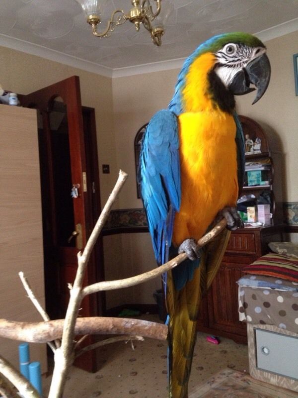 Macaw, African Grey and atoo parrots for sale Image eClassifieds4u