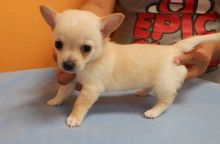 Available Male and Female Chihuahua puppies Ready