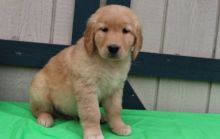 Beautiful Golden Retriever Puppies Ready