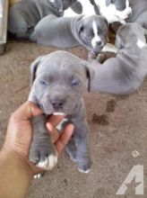 Intelligent Blue Nose Pit bull puppies