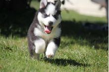Latifa Siberian Husky Puppies for new homes