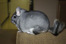 Lovely friendly chinchillas male and female with big cage and accessories