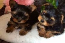2//Super adorable Yorkie Puppies//l.ucyjackie9@gmail.com