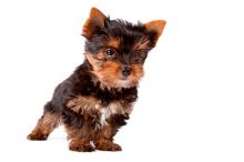 2//They are purebred Yorkie//l.ucyjackie9@gmail.com