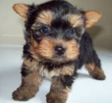 2//Yorkshire Terrier Puppy//l.ucyjackie.9@gmail.com