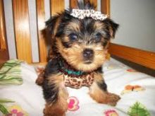 2//Male Yorkie Puppy//l.ucyjackie.9@gmail.com