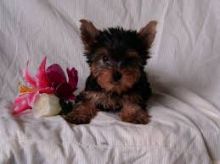 2//Gorgeous Yorkie Pup Available//l.ucyjackie.9@gmail.com