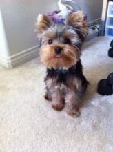 Yorkie Puppy Available../l.ucyjackie.9@gmail.com