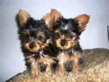 2//Yorkshire Terrier Puppy//l.u.cyjackie.9@gmail.com