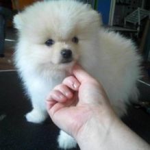 Little Paris Precious Black Pomeranian Puppy For Adoption/lu.cyjackie9@gmail.com