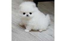 Pomeranian Puppies Available Free/luc.yjackie9@gmail.com