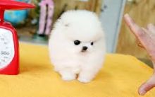 Affectionate Teacup Pomeranian Available//luc.yjackie9@gmail.com